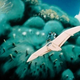 Illustration for article titled Seeing Hayao Miyazakis Nausicaa on Blu-Ray is like watching it for the first time